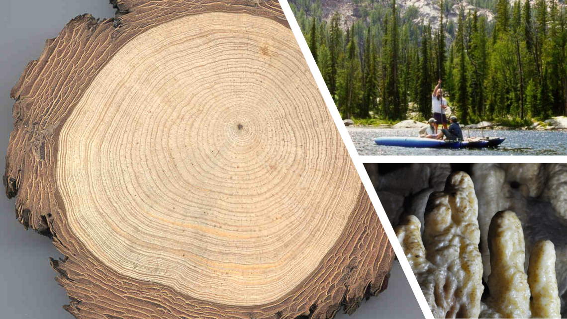 Tree Ring Cross Section, Sediment Core being sampled from a lakebed, Close up of mineral deposits in a cave