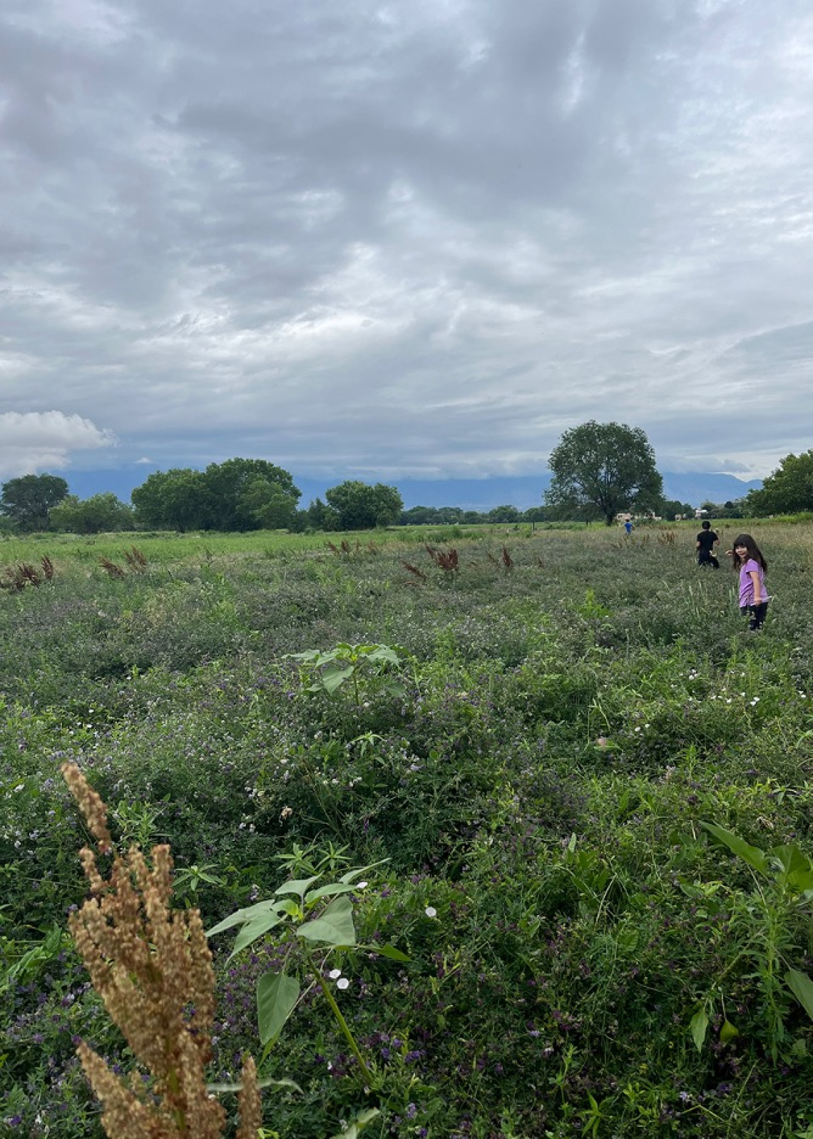 Children explore an alfalfa field on a New Mexico farm.