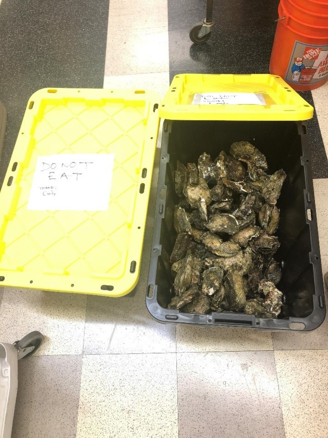 Crate of oysters