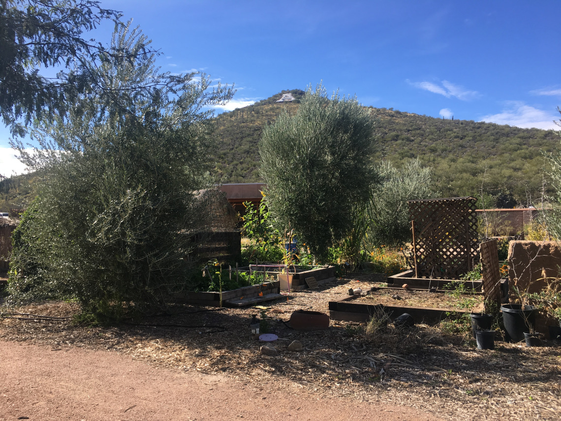 Photo of several plots at Mission Garden with A mountain in the background.