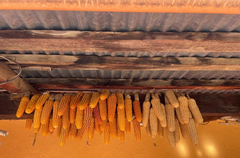 Corn drying after harvest to be used later for tortillas or next year’s seeds. Only the best cobs get saved for seeds.