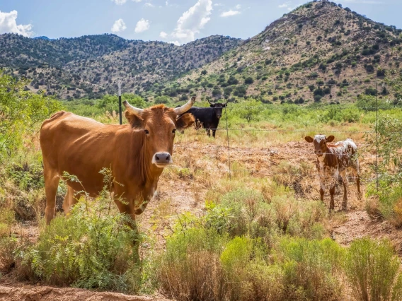 Picture of rangeland cattle in the Southwest