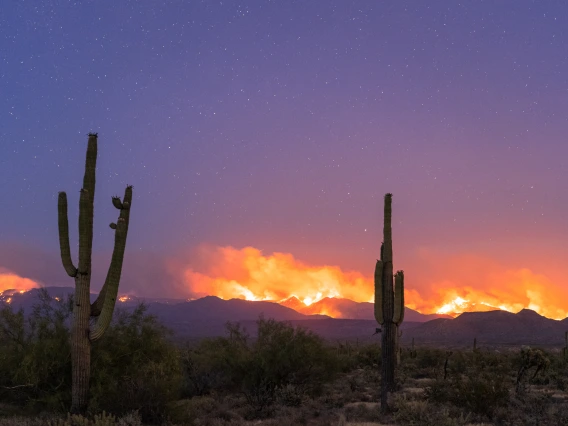 saguaros and wildfire