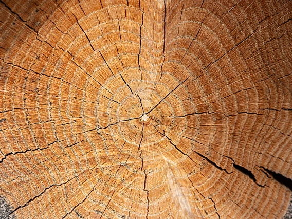 tree ring