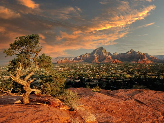 sedona tree