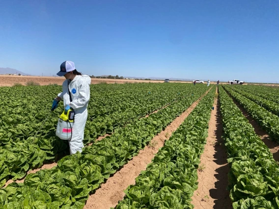Simulating contamination in a romaine lettuce plot in Maricopa, Arizona. 