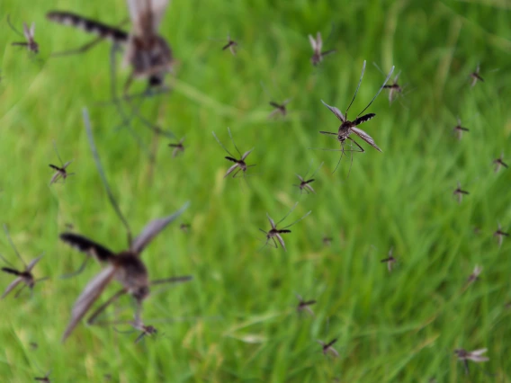 mosquitoes