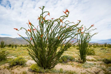 ocotillo