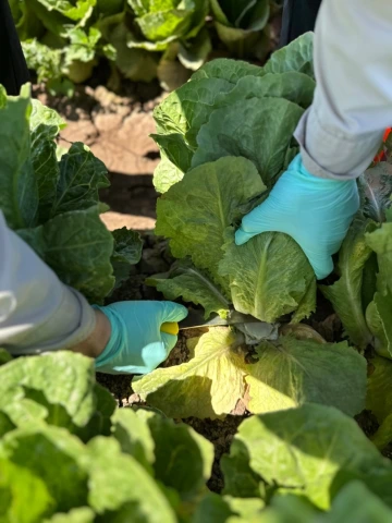 Sampling romaine lettuce to monitor bacterial survival.