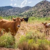 Picture of rangeland cattle in the Southwest