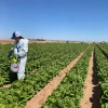 Simulating contamination in a romaine lettuce plot in Maricopa, Arizona. 